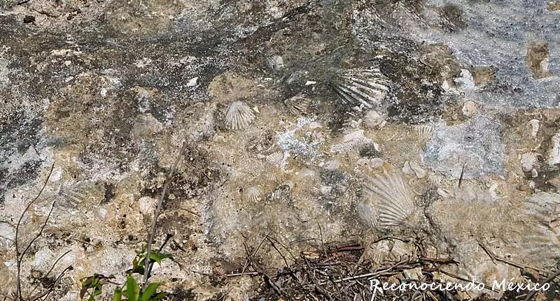 conchas fosilizadas en la zona arqueologica de tumilco